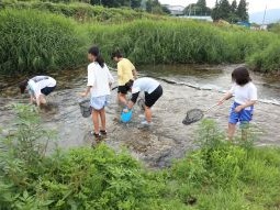 水辺の生物観察